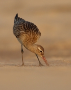 Limosa lapponica