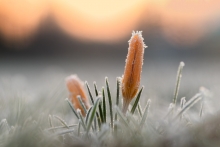 -7 stopni, krokus (Croc...