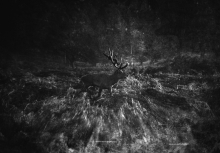 Dark Meadows...