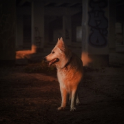 Gold Swiss Shepherd
