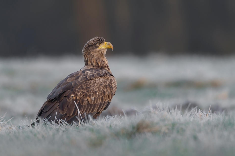 fotodam - Bielik. Bielik. Zdjęcie 323165