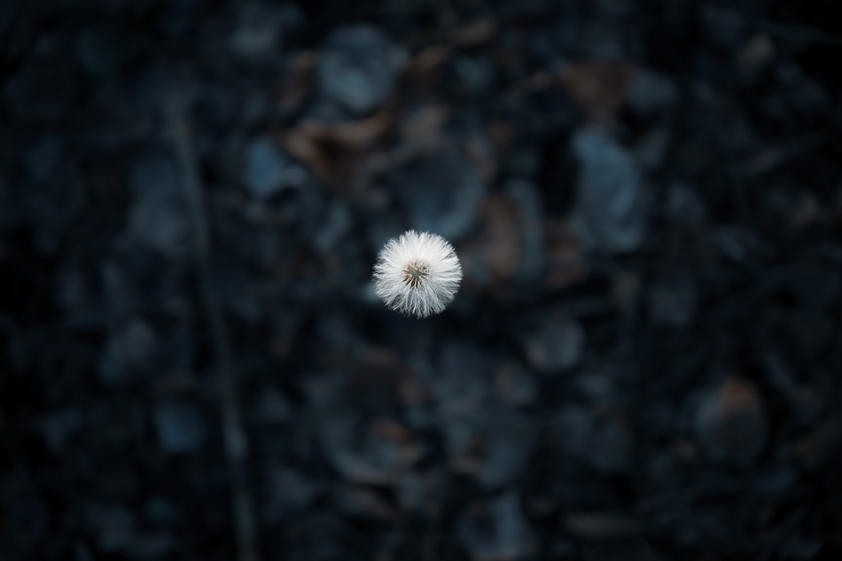 .. . Zdjęcie 337007