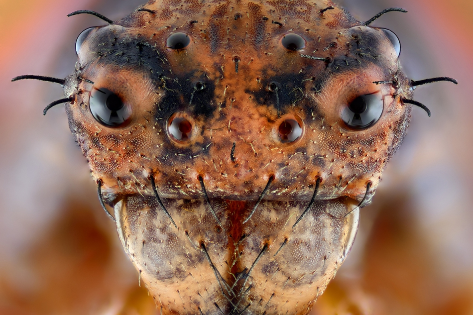 irass - Bad Boy..  Pająk z rodziny ukośnikowatych (Thomisidae). W sumie jego 1 mm głowa :).. Zdjęcie 187749