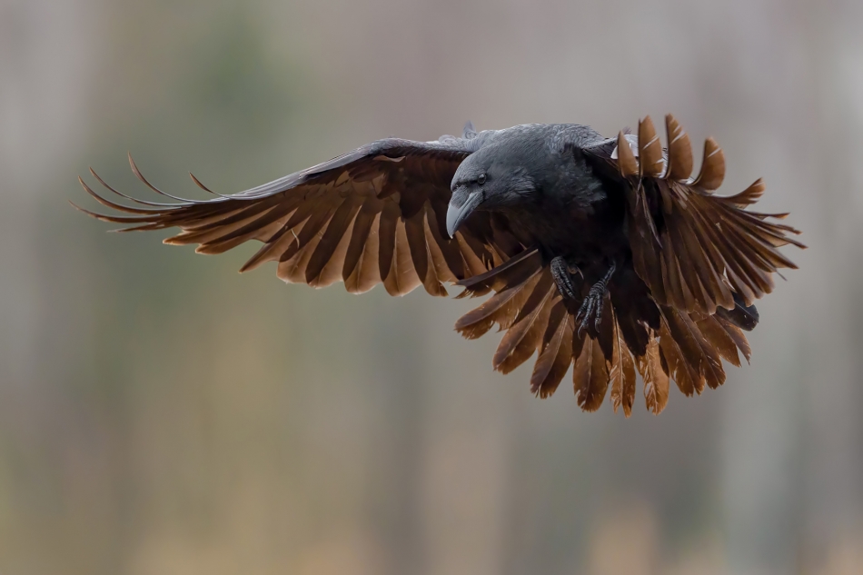 fotodam - Wachlarz. Kruk (Corvus corax). Zdjęcie 331004