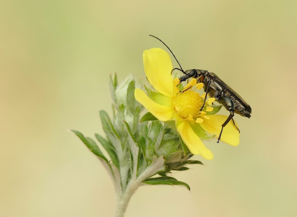 keni - Zalęszczyca (Oedemera virescens). . Zdjęcie 316476