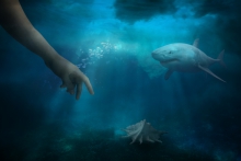 Steve, the shell and th...