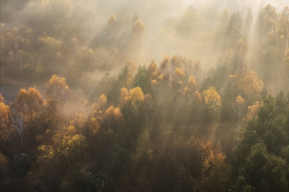 Jesienny las. . Zdjęcie 336993