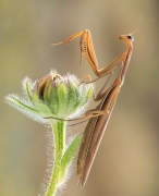 Natchniona