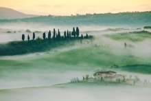Under the Cypress