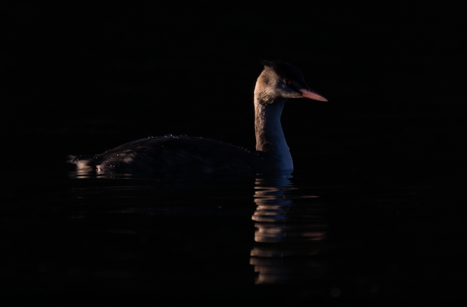 therion - *. . Zdjęcie 336427