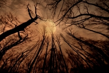Into the Trees