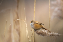 Bearded tit female