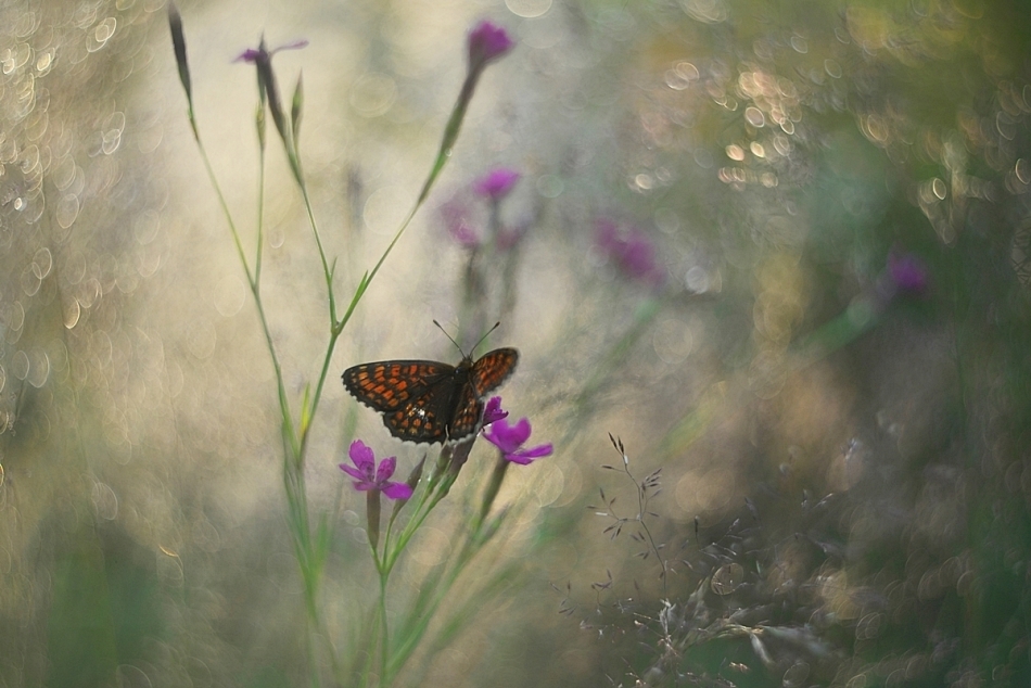izis - Melitaea athalia. PE. Zdjęcie 321789
