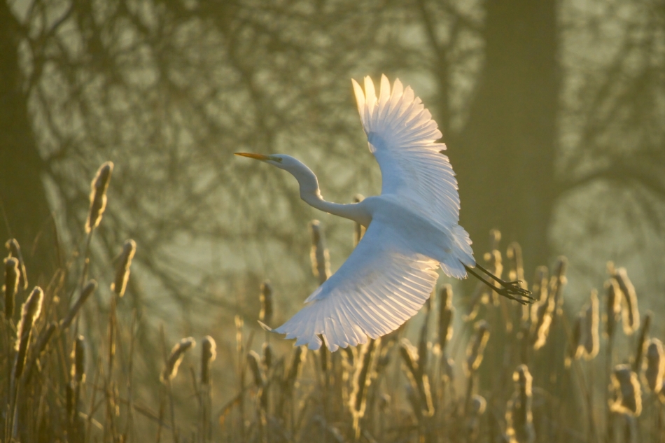 amigamedia - Biel w złocie poranka. Czapla biała ( Ergretta alba ) Przyroda naszego regionu.Gorzyce. Sony ILCE-1+Sony SEL200600G FE 200-600mm f/5.6-6.3 G OSS. Przysłona: f/6,3; Czas ekspozycji: 1/2000 s; ISO: 640; Ogniskowa: 600 mm.. Zdjęcie 329565
