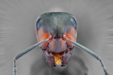 Extreme Macro