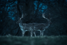 The Dark Kingdom - Guar...