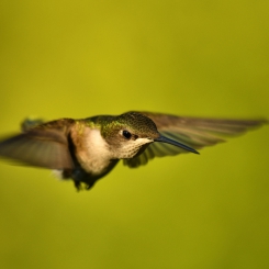Oko w oko z Koliberkiem.