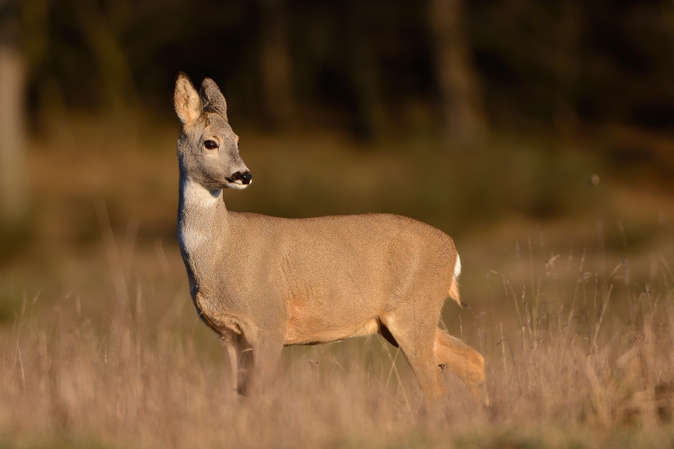 Capreolus capreolus. . Zdjęcie 161843