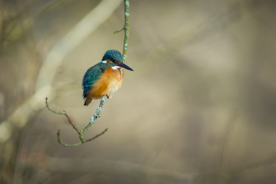 amigamedia - Zimorodek - Alcedo atthis. . Zdjęcie 282108