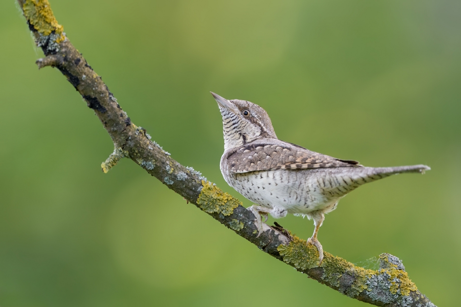 fotodam - Krętogłów . Krętogłów (Jynx torquilla) Eurasian Wryneck . Zdjęcie 332616