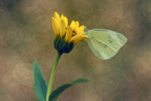 Ode To Solitude