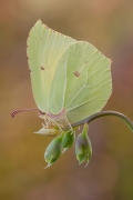 Listkowiec cytrynek (Go...