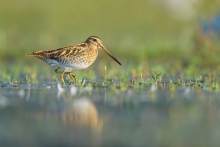 Kszyk, Common Snipe (Ga...