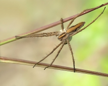 Darownik przedziwny ( P...