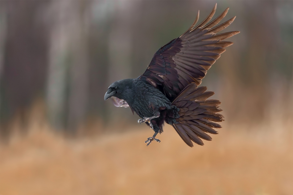 fotodam - Pazurki. Kruk (Corvus corax) Common Raven. Zdjęcie 330169