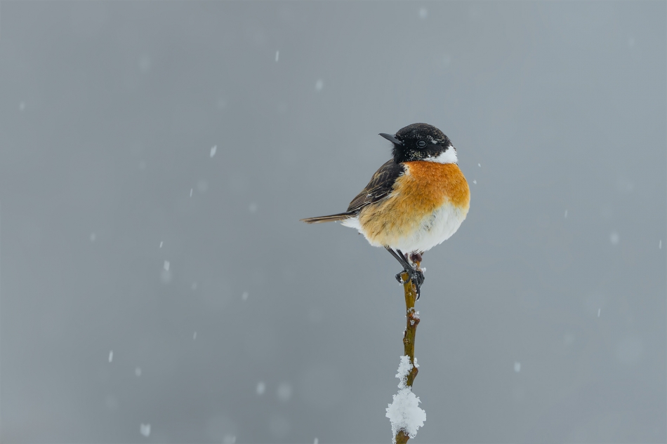 fotodam - Zimowy kwiecień.  Kląskawia (Saxicola rubicola) European Stonechat . Zdjęcie 332029