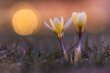 krokus (Crocus)