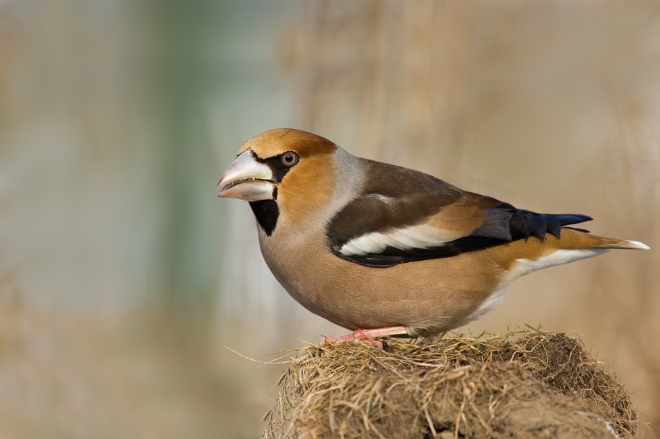 fotorom - Grubcio. PE. Zdjęcie 214423