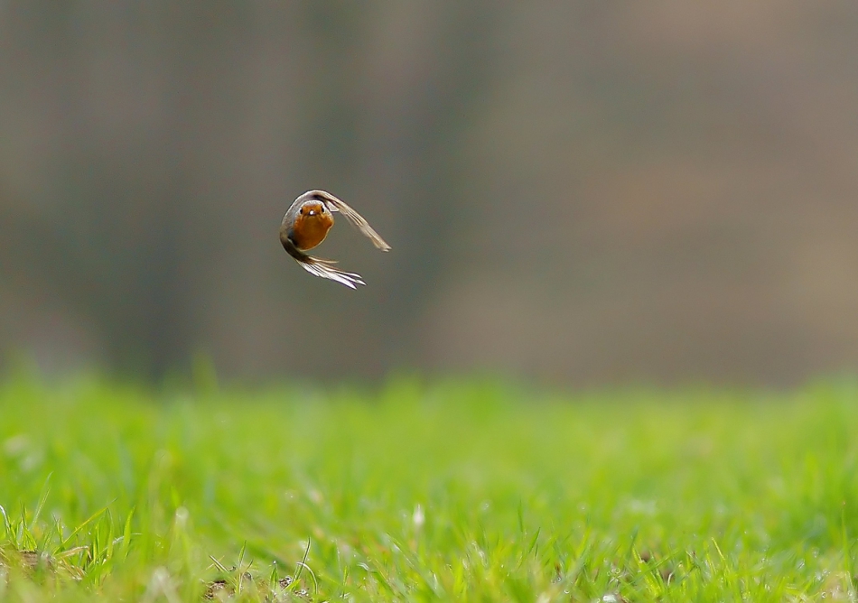 amigamedia - Meserszmit. Rudzik - Erithacus rubecula  http://amigamedia.galeria.ekologia.pl/meserszmit,8188,86316. Zdjęcie 192179