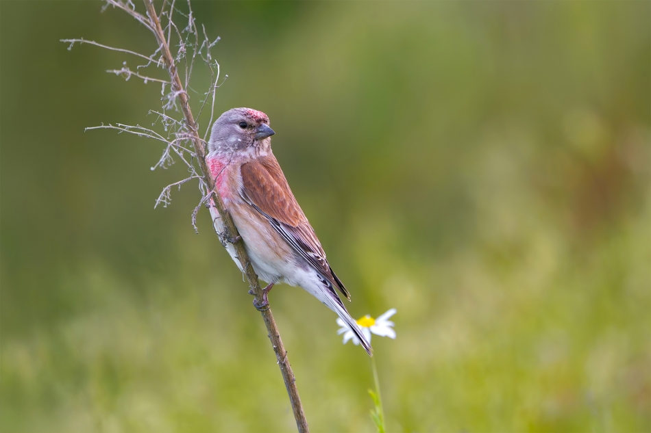 fotodam - Rumianek. Makolągwa (Linaria cannabina) Eurasian Linnet . Zdjęcie 333060