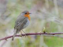 Robin