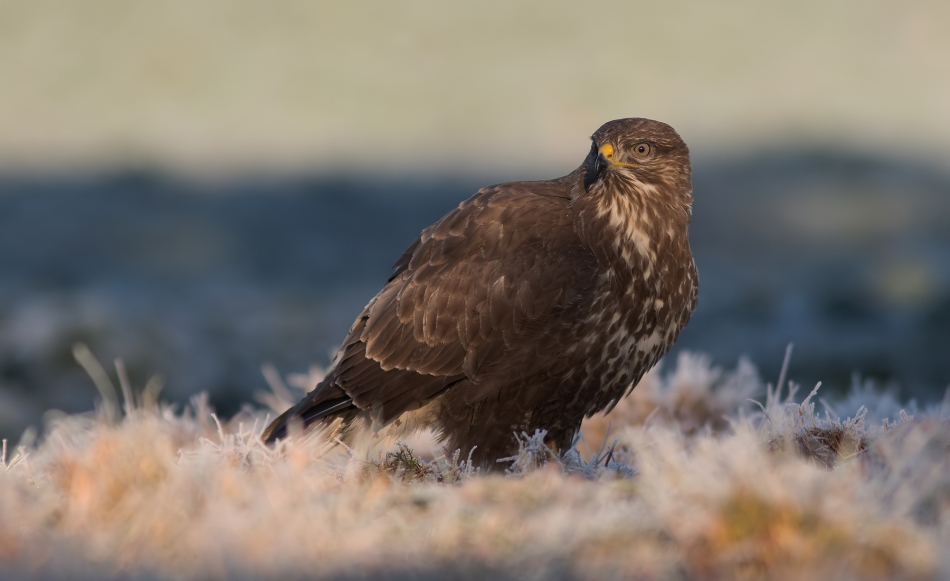 fotorom - Myszołów (Buteo buteo). PE  Zima 2018r.. Zdjęcie 277578