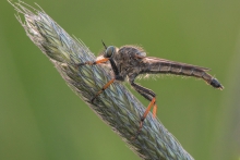 ŁOWIK