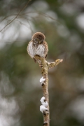 sóweczka