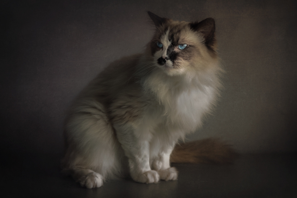lodz_hudego - Ragdoll. . Zdjęcie 263742