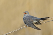 Kukułka, Common Cuckoo ...