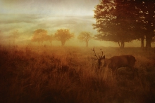 Gleams of the golden mo...