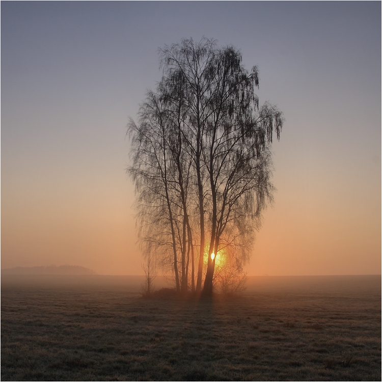 camelot - Świtowe. . Zdjęcie 57806
