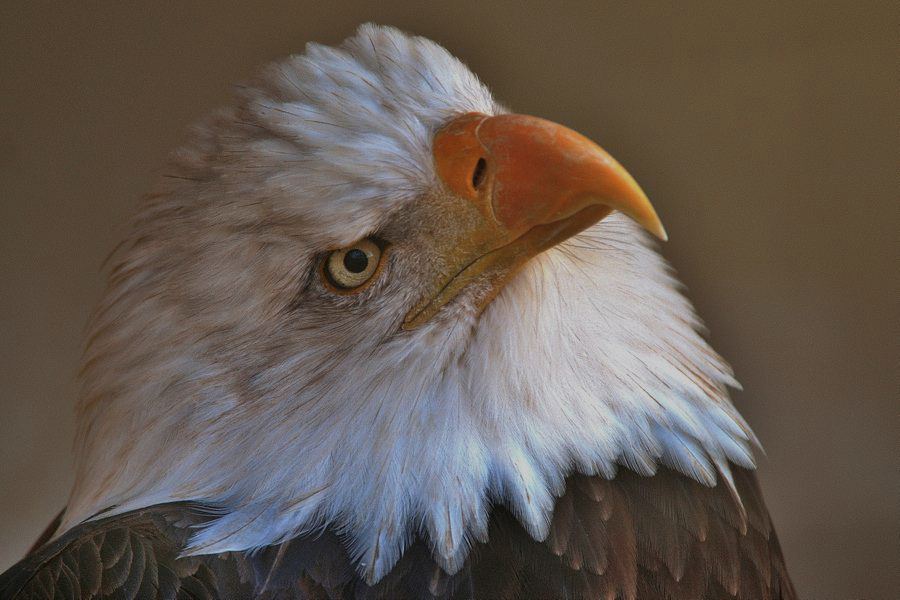 dudley - BALD EAGLE .. . Zdjęcie 155538