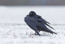 Corvus coraX