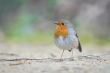 Robin