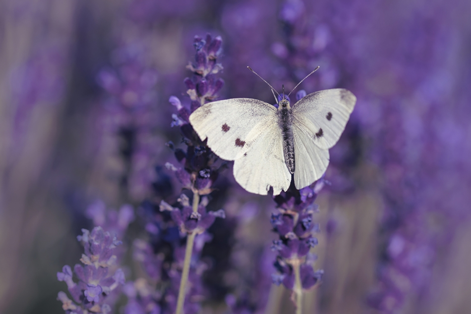 mon_ika - *. . Zdjęcie 336825