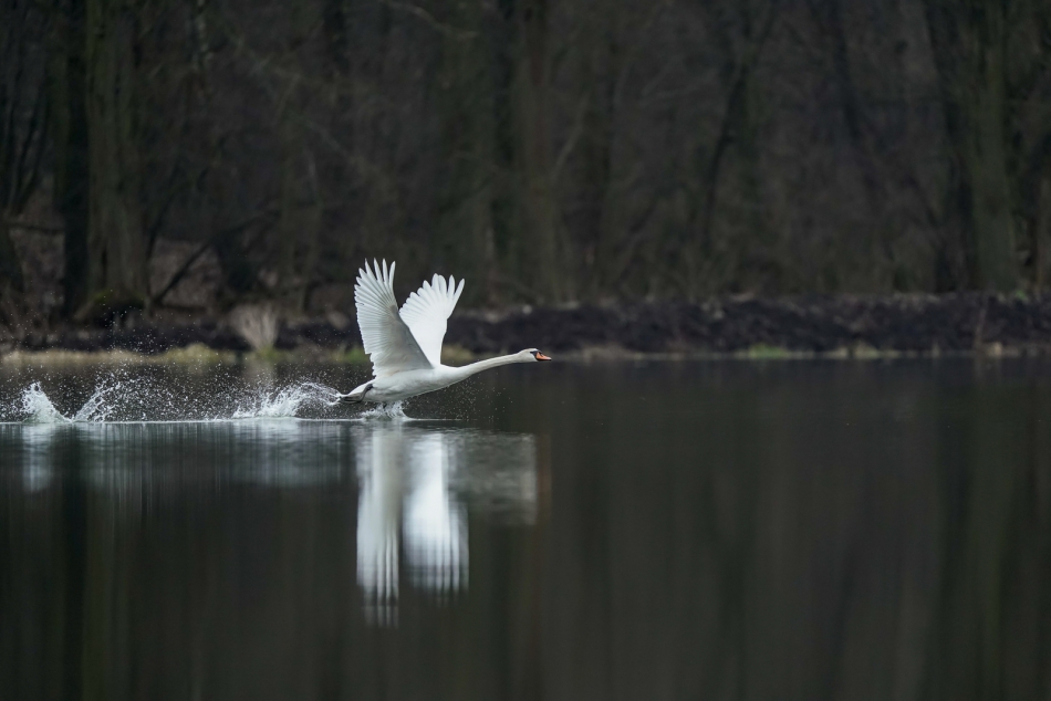 amigamedia - W krainie ciszy...Start!.  Łabędź niemy (Cygnus olor) Przyroda naszego regionu - Gorzyce. Sony ILCE-9+Sony SEL200600G FE 200-600mm f/5.6-6.3 G OSS. Przysłona: f/6,3; Czas ekspozycji: 1/2500 s; ISO: 2000; Ogniskowa: 600 mm.. Zdjęcie 312236