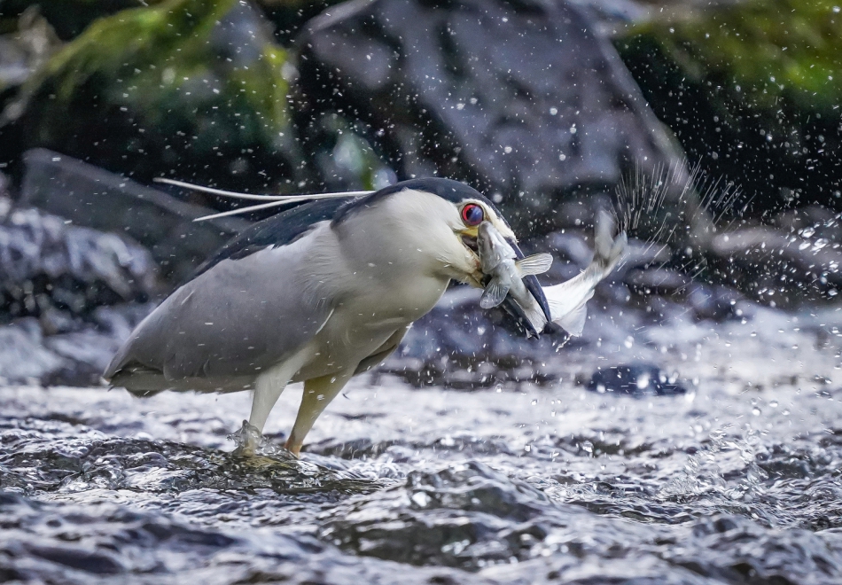 amigamedia - Ktoś musi umrzeć,by ktoś mógł żyć...Odwieczny cykl w naturze.. Ślepowron (Nycticorax nycticorax). Zdjęcie 289623