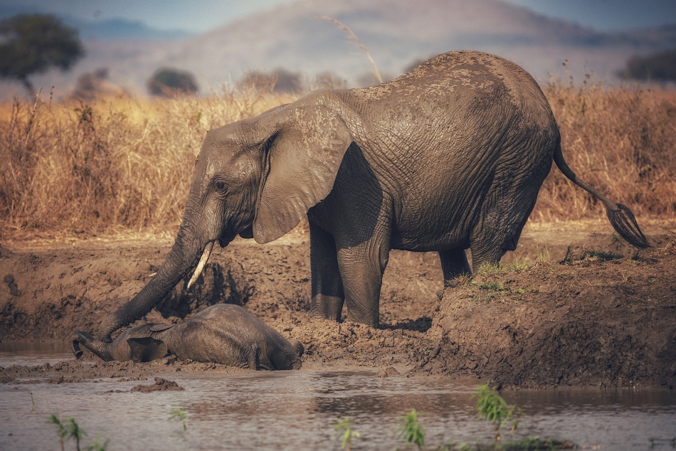 samurajgrzes - Wstawaj nie udawaj . Tanzania. Zdjęcie 318487