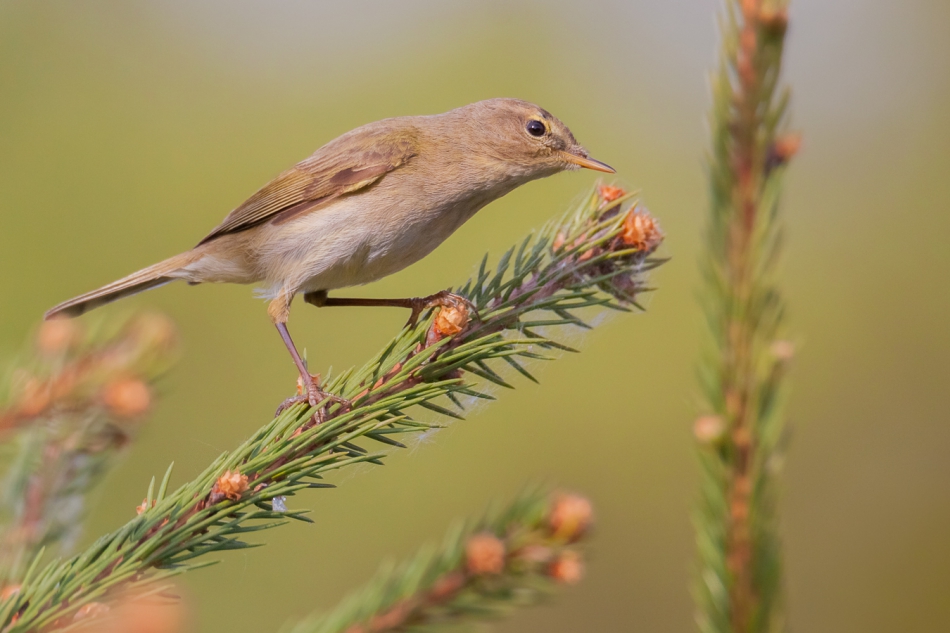 gryzli - . pierwiosnek  (Phylloscopus collybita). Zdjęcie 294221